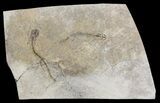 Double Permian Branchiosaur (Amphibian) Fossil - Germany #63625-1